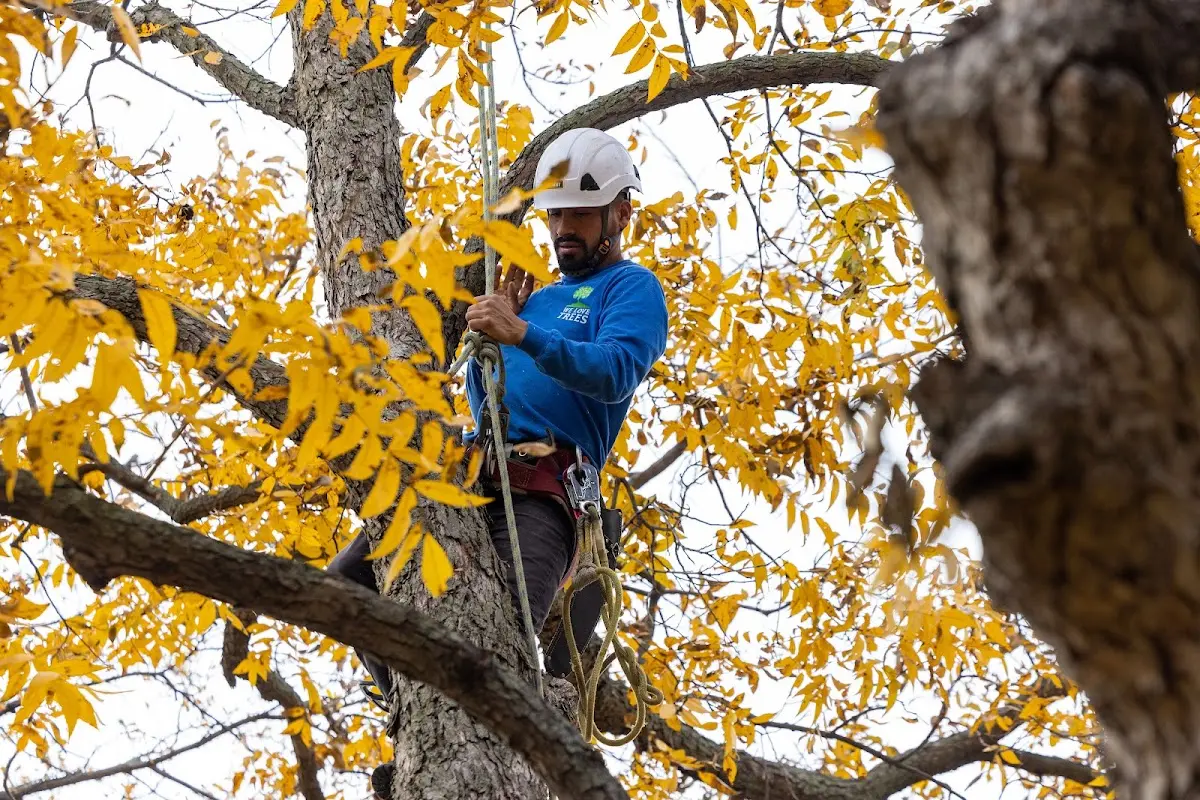 Skilled Tree Pruning crew working in Midlothian