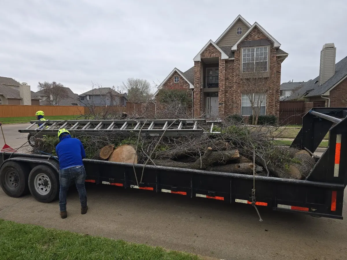 Expert Tree Removal with proper safety equipment in Midlothian